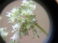 Agathisanthemum bojeri