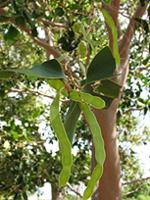 Acacia simplex