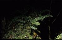 Asplenium sandersonii