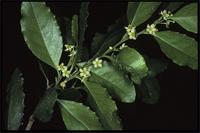 Maytenus undata