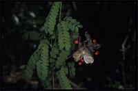 Abrus precatorius