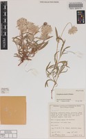 Holotype of Gomphrena kanisii J.Palmer [family AMARANTHACEAE]