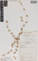 Holotype of Gomphrena humifusa J.Palmer [family AMARANTHACEAE]