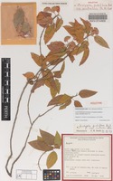Holotype of Acalypha pubiflora Baill. subsp. australica Radcl.-Sm. [family EUPHORBIACEAE]