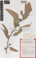 Isotype of Eucalyptus georgei Brooker & Blaxell [family MYRTACEAE]