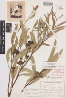 Paratype of Eucalyptus prominens Brooker [family MYRTACEAE]