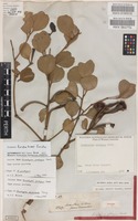 Isotype of Eucalyptus platypus Hook. subsp. platypus Hook. [family MYRTACEAE]