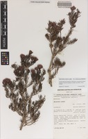 Isotype of Melaleuca wonganensis Craven [family MYRTACEAE]