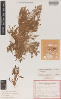 Holotype of Dysphania glandulosa Paul G.Wilson [family CHENOPODIACEAE]