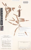 Isotype of Melaleuca lazaridis Craven [family MYRTACEAE]