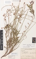 Holotype of Synaphea rangiferops A.S.George [family PROTEACEAE]