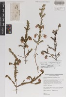 Holotype of Darwinia nubigena Keighery [family MYRTACEAE]