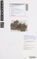 Isotype of Austroriella salta J.Milne & Cargill [family RIELLACEAE]