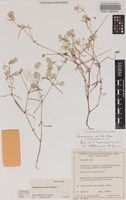 Holotype of Gomphrena occulta J.Palmer [family AMARANTHACEAE]