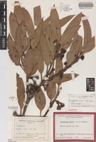 Holotype of Eucalyptus acies Brooker [family MYRTACEAE]