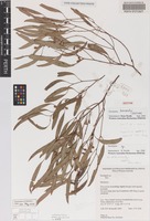 Isotype of Eucalyptus kenneallyi K.D.Hill & L.A.S.Johnson [family MYRTACEAE]