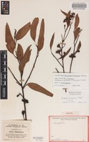 Syntype of Eucalyptus brachycorys Blakely [family MYRTACEAE]