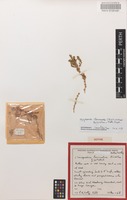 Isotype of Chenopodium truncatum Paul G.Wilson [family CHENOPODIACEAE]