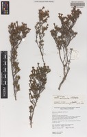 Holotype of Hibbertia axillibarba J.R.Wheeler [family DILLENIACEAE]