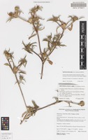Holotype of Flaveria australasica Hook. subsp. gilgai Keighery [family ASTERACEAE]