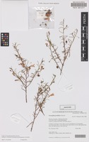Isotype of Eremophila gracillima Chinnock [family SCROPHULARIACEAE]