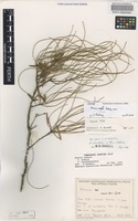 Isotype of Acacia atopa Pedley [family FABACEAE]