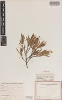 Holotype of Scaevola acacioides Carolin [family GOODENIACEAE]