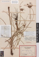 Cyperus astartodes K.L.Wilson [family CYPERACEAE]