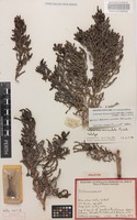 Holotype of Halosarcia auriculata Paul G.Wilson [family CHENOPODIACEAE]