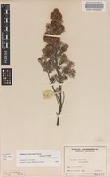 Holotype of Melaleuca grieveana Craven [family MYRTACEAE]