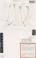 Isotype of Utricularia kenneallyi P.Taylor [family LENTIBULARIACEAE]
