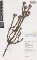 Isotype of Petrophile imbricata Foreman [family PROTEACEAE]