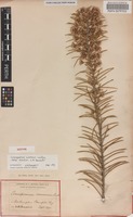 Isotype of Conospermum acerosum Lindl. subsp. hirsutum E.M.Benn. [family PROTEACEAE]