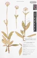 Holotype of Gomphrena splendida R.L.Barrett & J.Palmer [family AMARANTHACEAE]