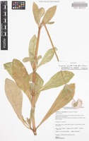 Isotype of Gomphrena splendida R.L.Barrett & J.Palmer [family AMARANTHACEAE]