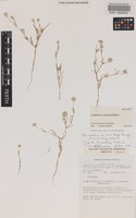 Isotype of Gomphrena connata J.Palmer [family AMARANTHACEAE]