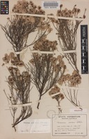 Holotype of Trichinium albidum C.A.Gardner [family AMARANTHACEAE]