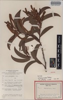 Isotype of Acacia cretata Pedley [family FABACEAE]