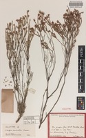 Holotype of Calytrix parvivallis Craven [family MYRTACEAE]