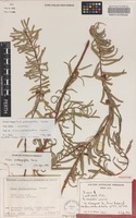 Holotype of Ficus podocarpifolia Corner [family MORACEAE]