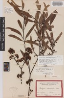 Isosyntype of Eucalyptus melanoxylon Maiden [family MYRTACEAE]