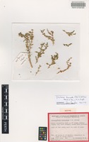 Isotype of Chenopodium truncatum Paul G. Wilson [family CHENOPODIACEAE]
