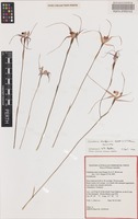 Holotype of Caladenia startiorum Hopper & A.P.Br. [family ORCHIDACEAE]