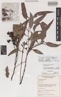 Holotype of Eucalyptus relicta Hopper & Ward.-Johnson [family MYRTACEAE]