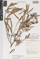 Isotype of Eucalyptus horistes L.A.S.Johnson & K.D.Hill [family MYRTACEAE]