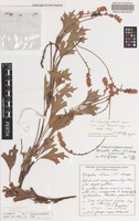 Holotype of Synaphea hians A.S.George [family PROTEACEAE]