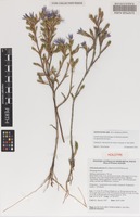 Holotype of Calectasia palustris R.L.Barrett & K.W.Dixon [family DASYPOGONACEAE]