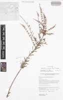 Holotype of Babingtonia maleyae Rye & Trudgen [family MYRTACEAE]