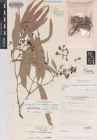 Holotype of Eucalyptus chlorophylla Brooker & Done [family MYRTACEAE]