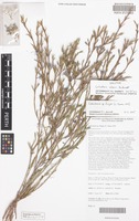 Holotype of Calectasia elegans R.L.Barrett [family DASYPOGONACEAE]